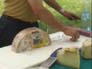 Le mille anime del formaggio di scena a Bra